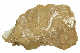 Ordovician Kukersite Oil Shale with Bryozoan Fossils - Russia #369559