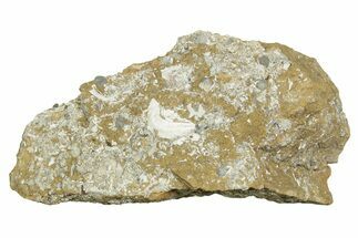 Ordovician Kukersite Oil Shale w/ Bryozoan & Brachiopod Fossils #369566