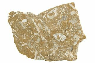Ordovician Kukersite Oil Shale w/ Bryozoan & Trilobite Fossils #369573