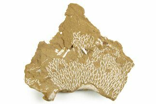 Ordovician Kukersite Oil Shale with Bryozoan Fossils - Russia #369577