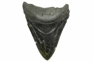 Bargain, Fossil Megalodon Tooth - South Carolina #368375