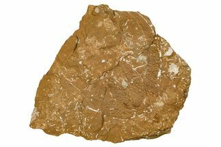 Ordovician Kukersite Oil Shale w/ Bryozoan & Trilobite Fossils #369579