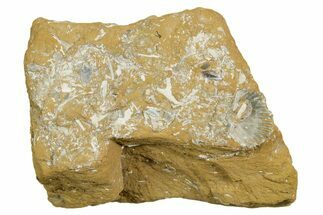 Ordovician Kukersite Oil Shale w/ Bryozoan & Brachiopod Fossils #369583