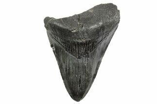 Fossil Megalodon Tooth - South Carolina #368397