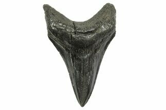 Serrated, Fossil Megalodon Tooth - South Carolina #368403