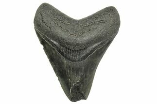 Fossil Megalodon Tooth - South Carolina #368404