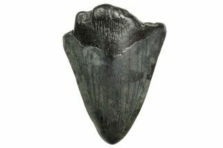 Bargain, Fossil Megalodon Tooth - South Carolina #368408