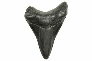 Fossil Megalodon Tooth - South Carolina #368417