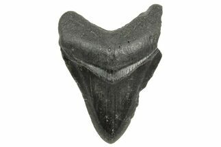 Fossil Megalodon Tooth - South Carolina #368418
