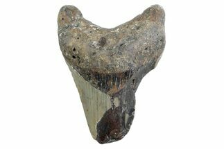 Partial, Fossil Megalodon Tooth - North Carolina #359100