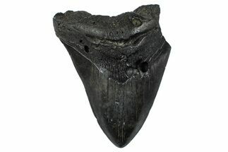 Bargain, Fossil Megalodon Tooth - South Carolina #368498