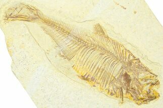Bargain, Detailed Fossil Fish (Diplomystus) - Wyoming #369540