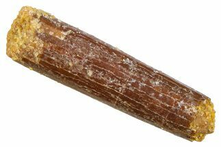 Fossil Sauropod Dinosaur (Rebbachisaurus) Tooth - Morocco #369634