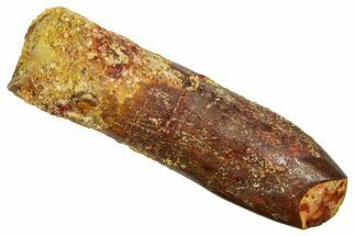 Fossil Sauropod Dinosaur (Titanosaur) Tooth - Morocco #369665