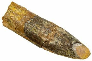 Fossil Sauropod Dinosaur (Titanosaur) Tooth - Morocco #369668