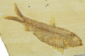 Detailed Fossil Fish (Knightia) - Wyoming #369396