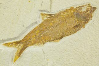 Detailed Fossil Fish (Knightia) - Wyoming #369409