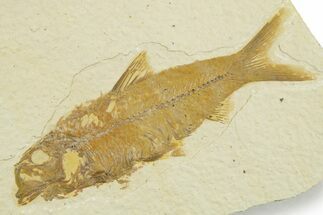 Detailed Fossil Fish (Knightia) - Wyoming #369411