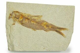 Detailed Fossil Fish (Knightia) - Wyoming #369414