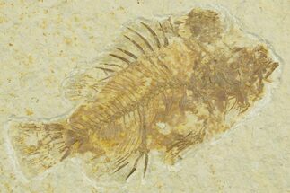 Juvenile Fossil Fish (Cockerellites) - Wyoming #369429