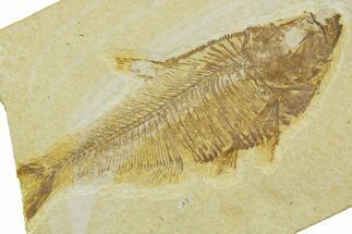 Bargain, Fossil Fish (Diplomystus) - Wyoming #369437