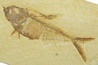 Detailed Fossil Fish (Diplomystus) - Wyoming #369440