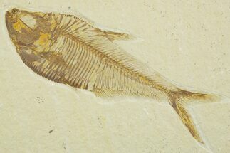 Detailed Fossil Fish (Diplomystus) - Wyoming #369453