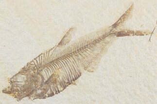 Detailed Fossil Fish (Diplomystus) - Wyoming #369478