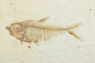 Detailed Fossil Fish (Diplomystus) - Wyoming #369483