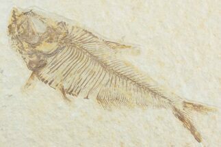 Detailed Fossil Fish (Diplomystus) - Wyoming #369496