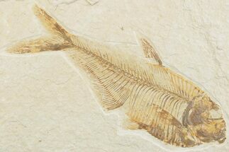 Detailed Fossil Fish (Diplomystus) - Wyoming #369500