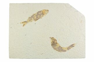 Limestone with Two Fossil Fish (Knightia) - Wyoming #369522