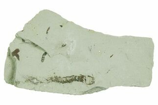 Plate of Silurian Fossil Algae (Kalania) Fossils - Estonia #369685