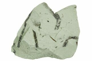 Plate of Silurian Fossil Algae (Kalania) Fossils - Estonia #369708