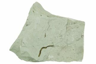 Plate of Silurian Fossil Algae (Kalania) Fossils - Estonia #369719