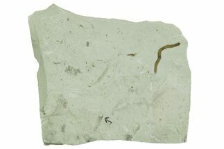 Plate of Silurian Fossil Algae (Kalania) Fossils - Estonia #369723