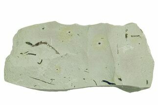 Plate of Silurian Fossil Algae (Kalania) Fossils - Estonia #369728