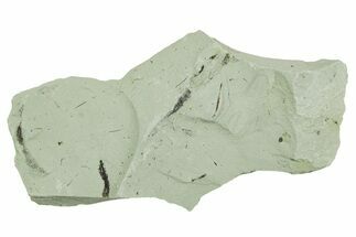Plate of Silurian Fossil Algae (Kalania) Fossils - Estonia #369729