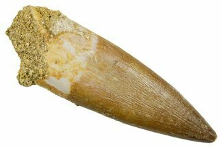 Fossil Plesiosaur (Zarafasaura) Tooth - Morocco #369748