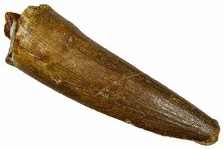 Fossil Plesiosaur (Zarafasaura) Tooth - Morocco #369957