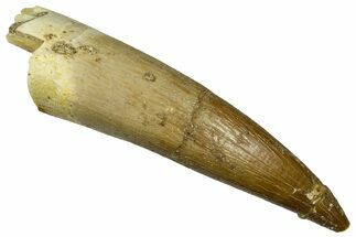 Fossil Plesiosaur (Zarafasaura) Tooth - Morocco #369976