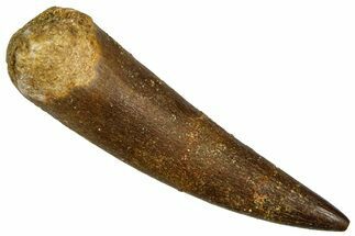 Fossil Plesiosaur (Zarafasaura) Tooth - Morocco #369988