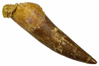 Fossil Plesiosaur (Zarafasaura) Tooth - Morocco #369993