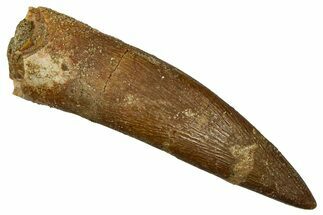 Fossil Plesiosaur (Zarafasaura) Tooth - Morocco #369994