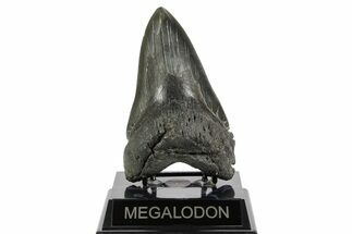 Serrated, Fossil Megalodon Tooth - South Carolina #369997