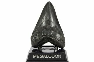 Fossil Megalodon Tooth - South Carolina #369998