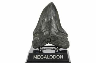 Fossil Megalodon Tooth - South Carolina #369999