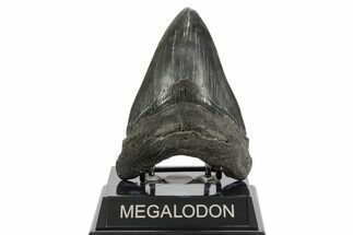 Fossil Megalodon Tooth - South Carolina #370000