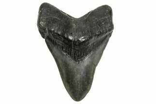 Fossil Megalodon Tooth - South Carolina #370004