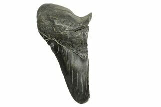 Partial Fossil Megalodon Tooth - South Carolina #370025